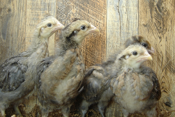 4 Pullet Chicks Week 3